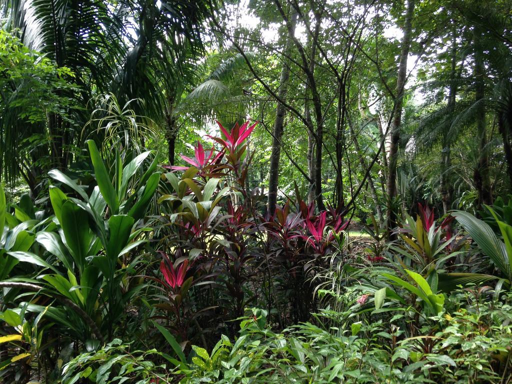 Casa Manglar Villa Puerto Jiménez エクステリア 写真